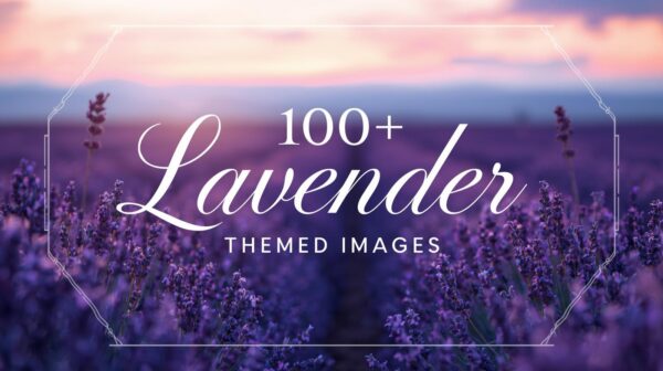 100+ Lavender Themed Images